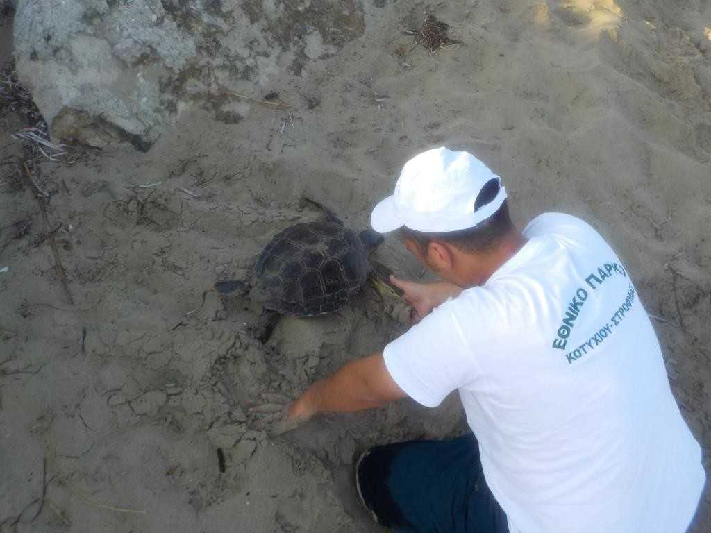 Καταγραφή θαλάσσιας χελώνας ©Mamasis Dionysis