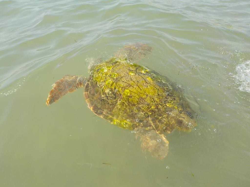 1_Η ΤΡΑΥΜΑΤΙΣΜΕΝΗ ΘΑΛΑΣΣΙΑ ΧΕΛΩΝΑ