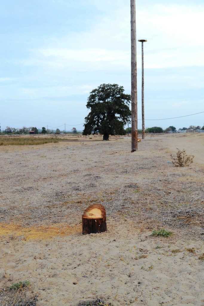 κοπή στύλου με αλυσοπρίονο_9-9-2015