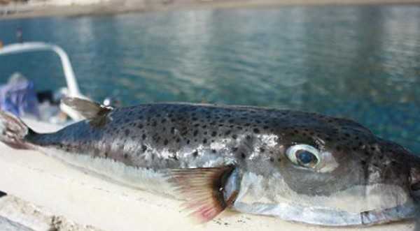 lagokefalos660