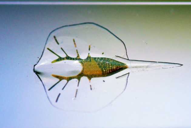 salaxi-robot-630_0