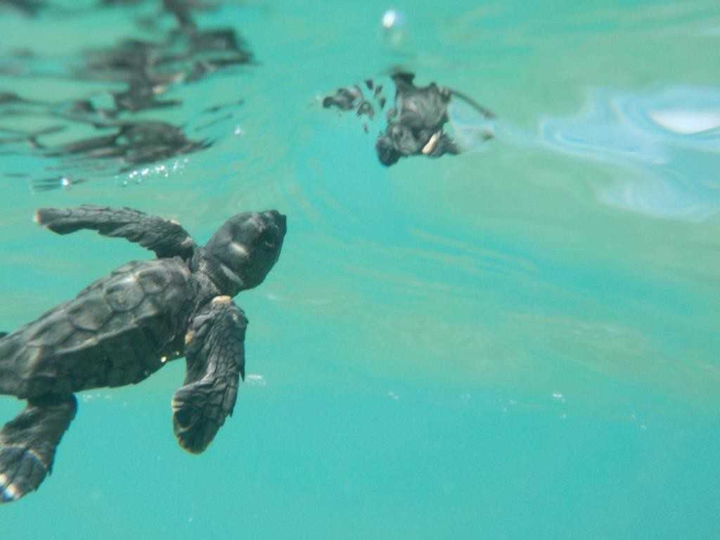 caretta-caretta_photo-mamasis-ii