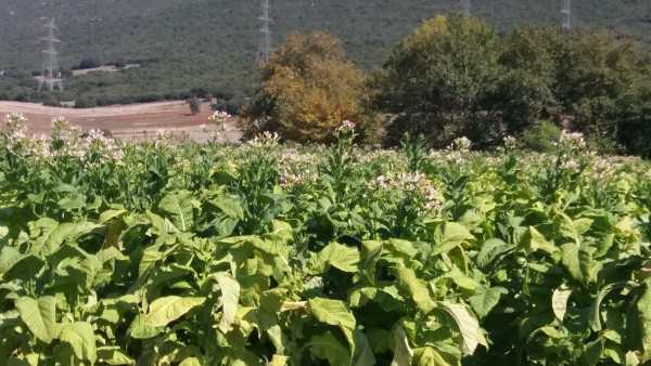 %ce%ba%ce%b1%cf%80%ce%bd%cf%8c%cf%82