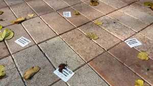 15292780_1553993141293966_1773362891_o