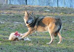 european-wolf
