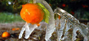 Oranges are seen in the aftermath of freezing temperatures  in Balm, Fla. on Thursday morning, Jan. 3,  2008. Temperatures dropped into the 20s across north Florida, including parts of the Panhandle. The lowest temperature recorded was 20 in Cross City, about 90 miles southeast of Tallahassee, the National Weather Service said.(AP Photo/Tampa Tribune, Robert Burke) ** ST. PETE OUT, LAKELAND OUT, BRADENTON OUT, WINTER HAVEN OUT, MAGS OUT **