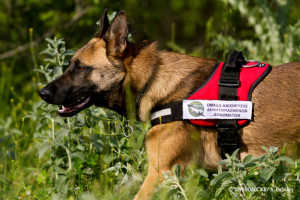 Kuki_ORNITHOLOGIKI_Dimitris_Vavylis