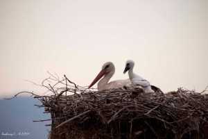 Δακτυλίωση1