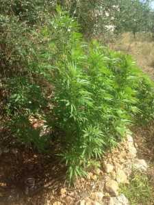 2 Τμήμα Δίωξης Ναρκωτικών Υποδιεύθυνσης Ασφαλείας Αγρινίου