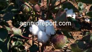 agrinioreport.com bamb. (2)
