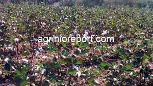 agrinioreport.com bamb. 2