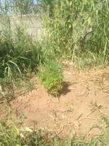 ΤΔΝ ΑΓΡΙΝΙΟΥ 2