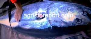 tonos 1 agrinioreport